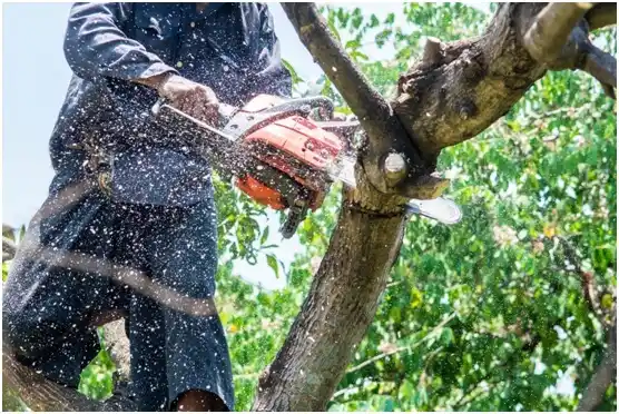 tree services Bloomingdale